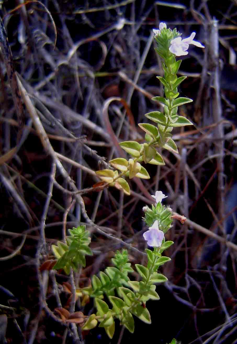 Micromeria imbricata var. imbricata Micromeria imbricata var. imbricata