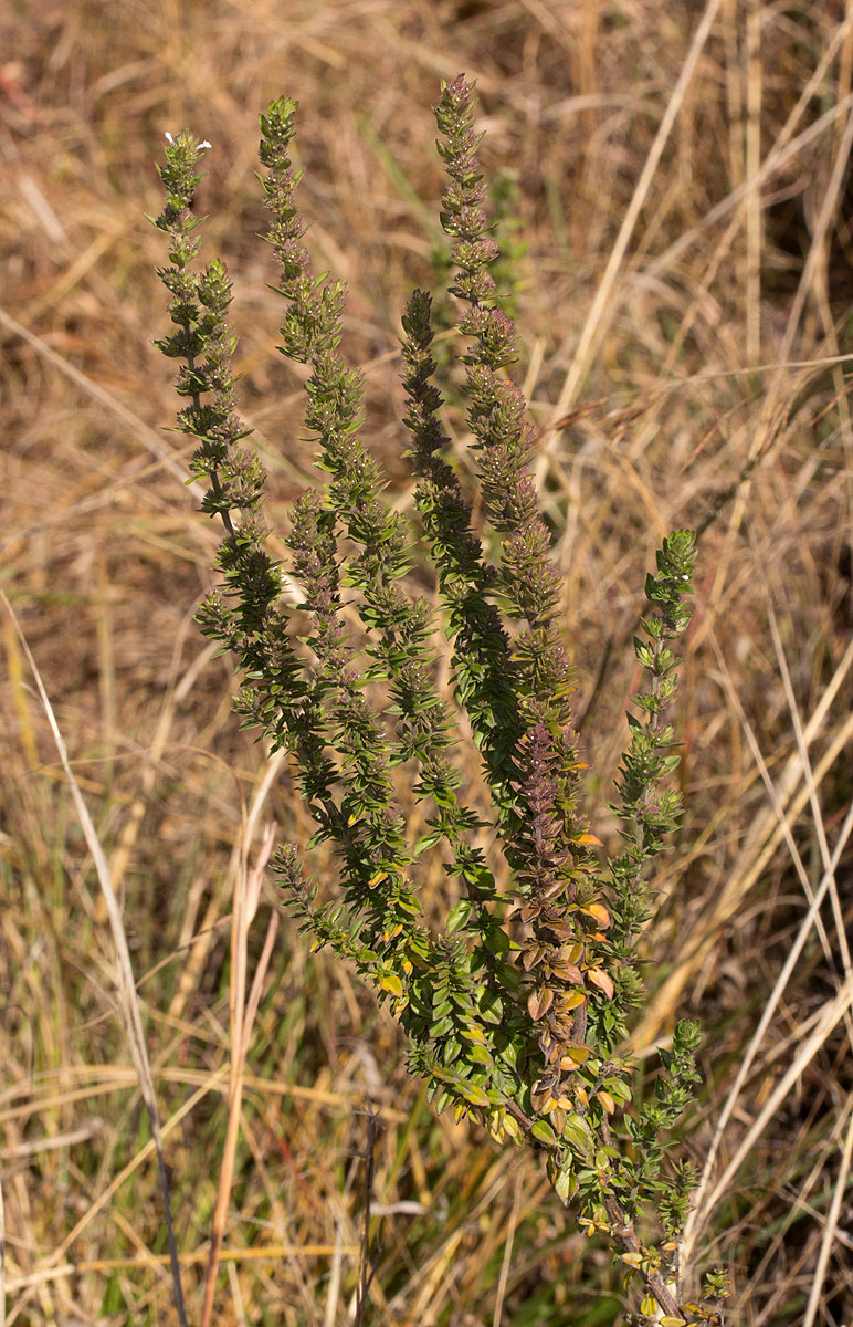 Micromeria imbricata var. imbricata Micromeria imbricata var. imbricata