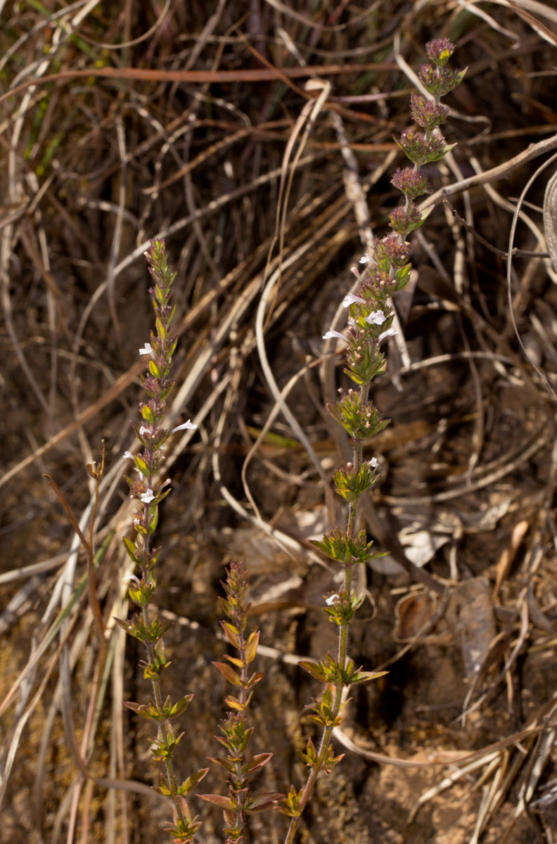 Micromeria imbricata var. imbricata Micromeria imbricata var. imbricata