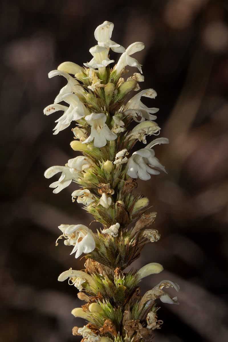 Clinopodium myrianthum