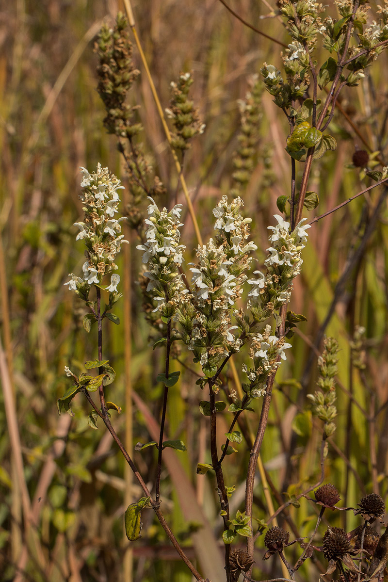 Clinopodium myrianthum