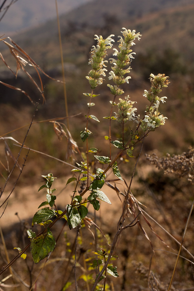 Clinopodium myrianthum