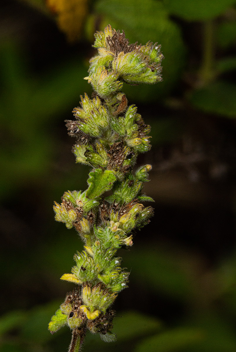 Mesosphaerum pectinatum Mesosphaerum pectinatum