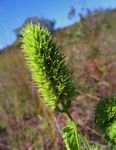 Cantinoa americana