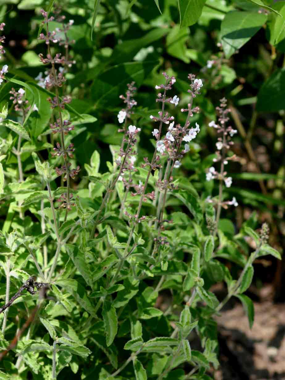 Endostemon obtusifolius Endostemon obtusifolius