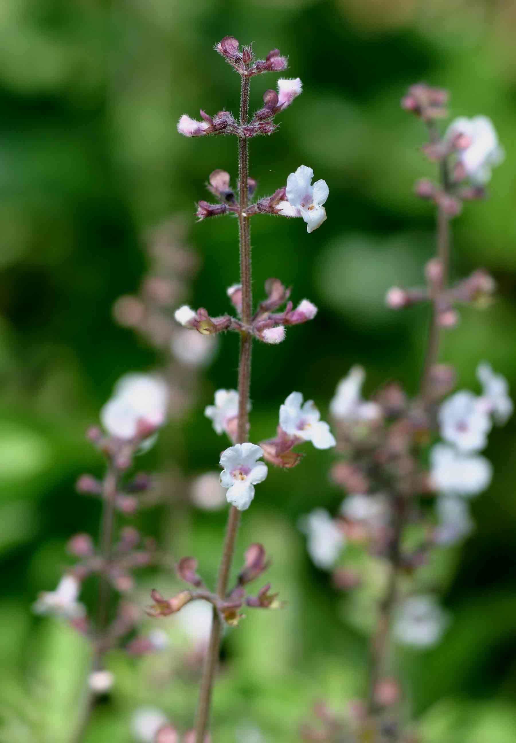 Endostemon obtusifolius Endostemon obtusifolius