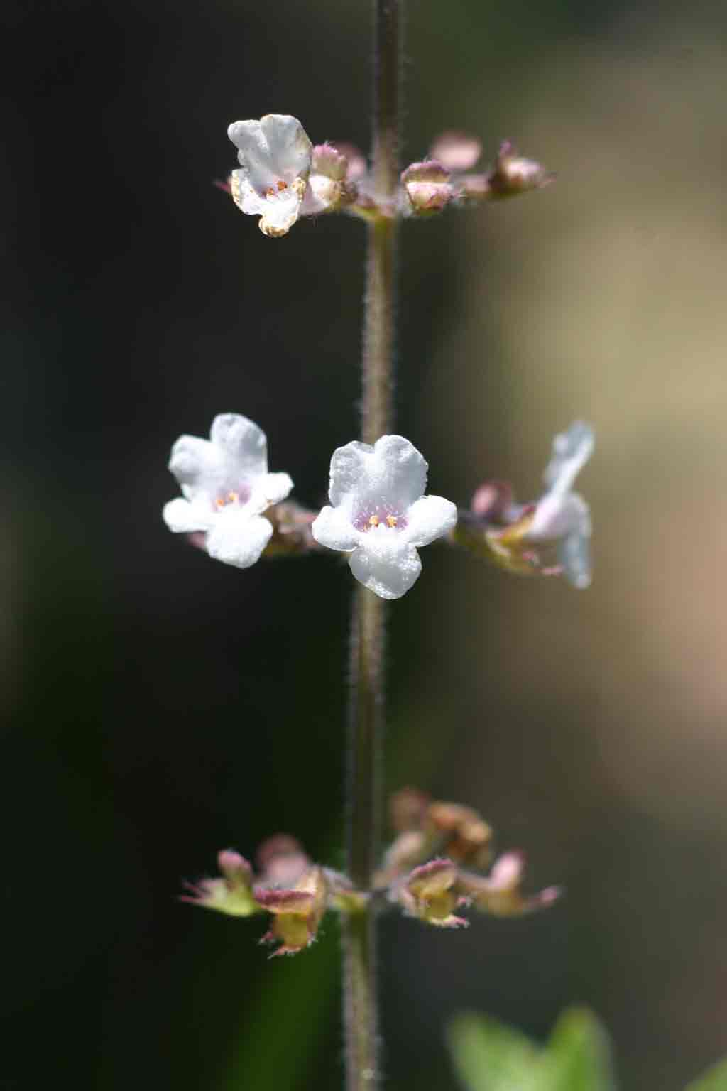 Endostemon obtusifolius Endostemon obtusifolius