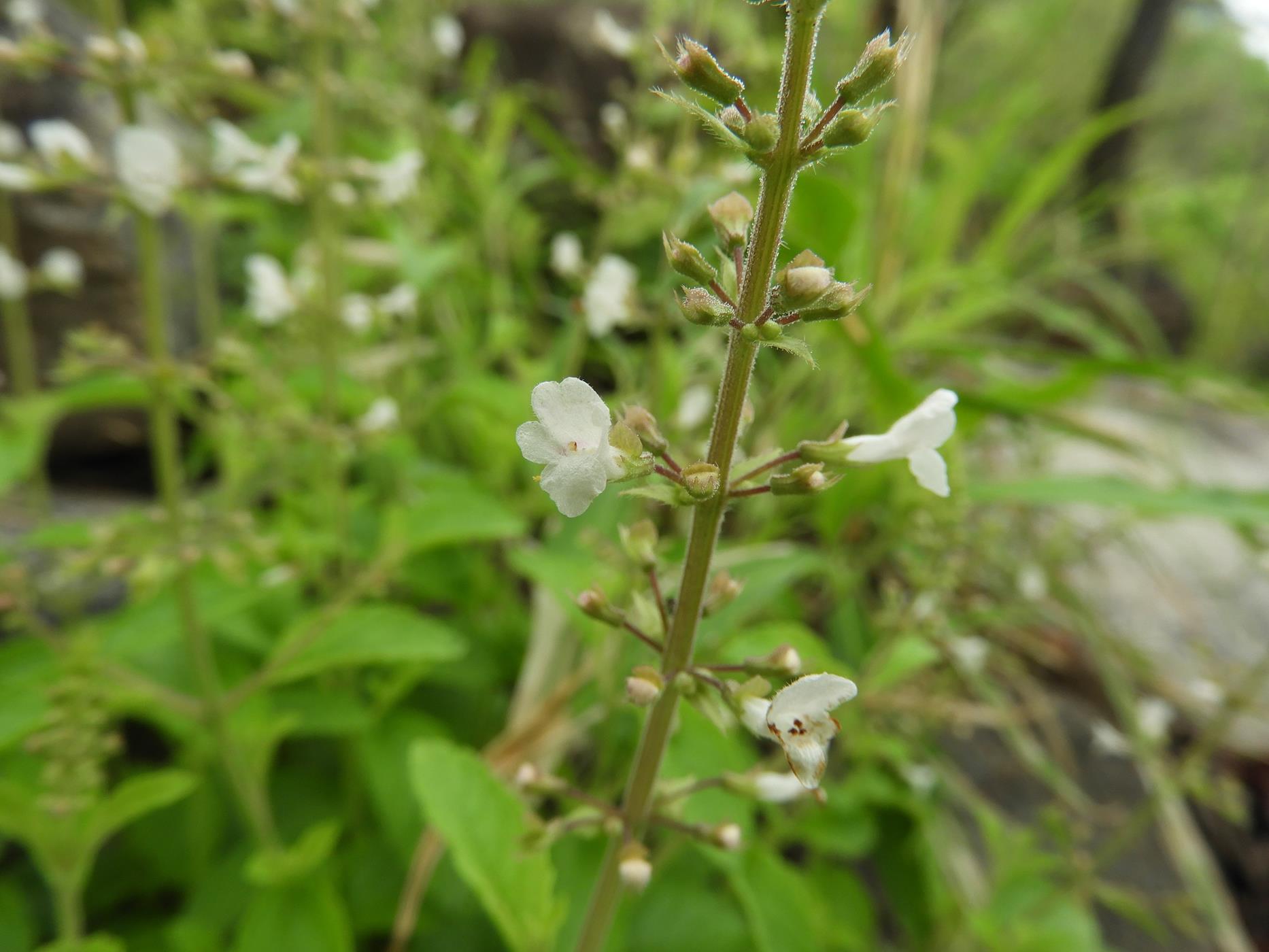 Endostemon obtusifolius Endostemon obtusifolius