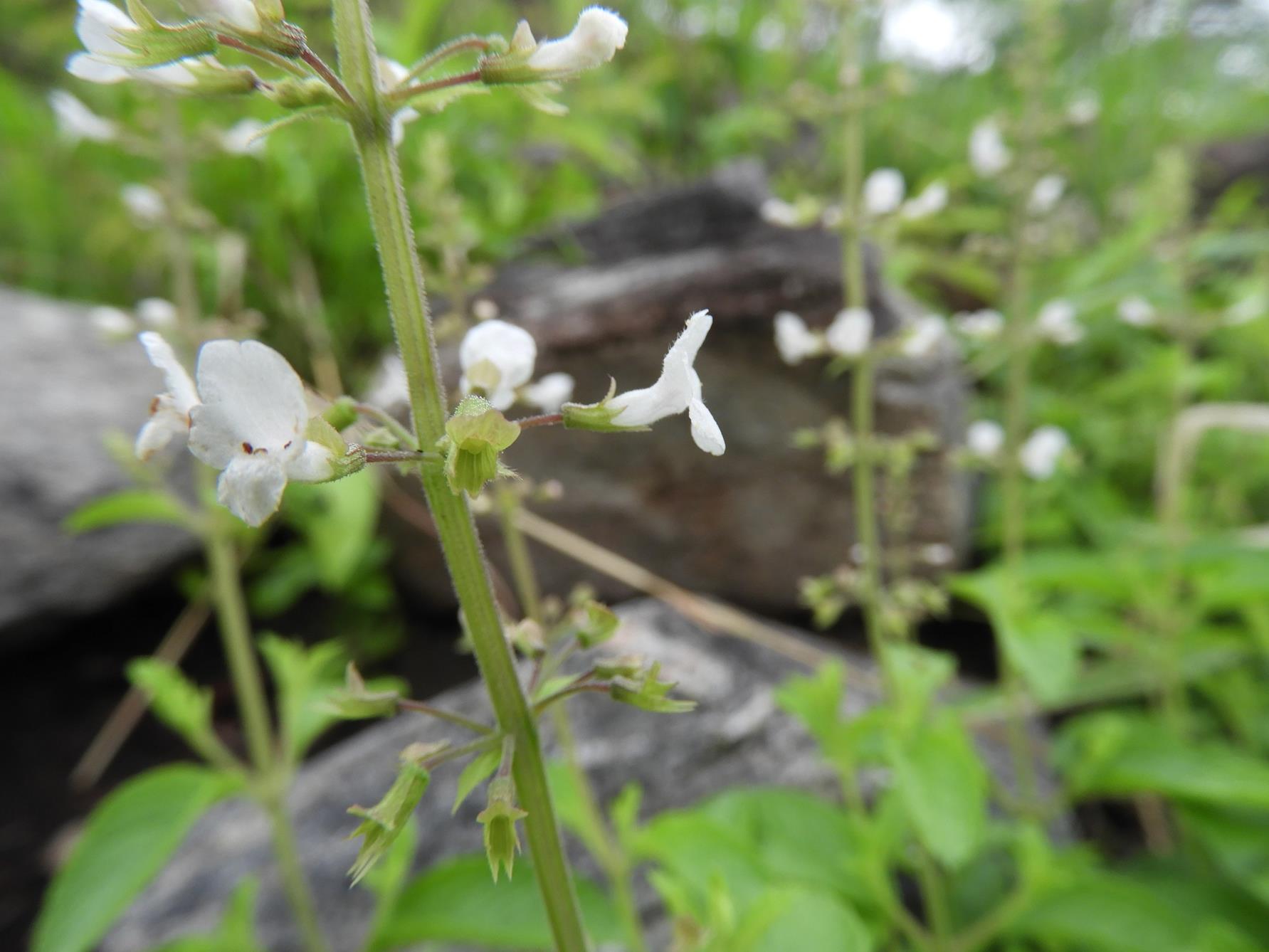 Endostemon obtusifolius Endostemon obtusifolius