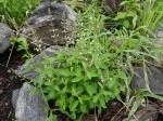 Endostemon obtusifolius