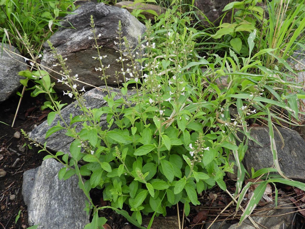Endostemon obtusifolius Endostemon obtusifolius