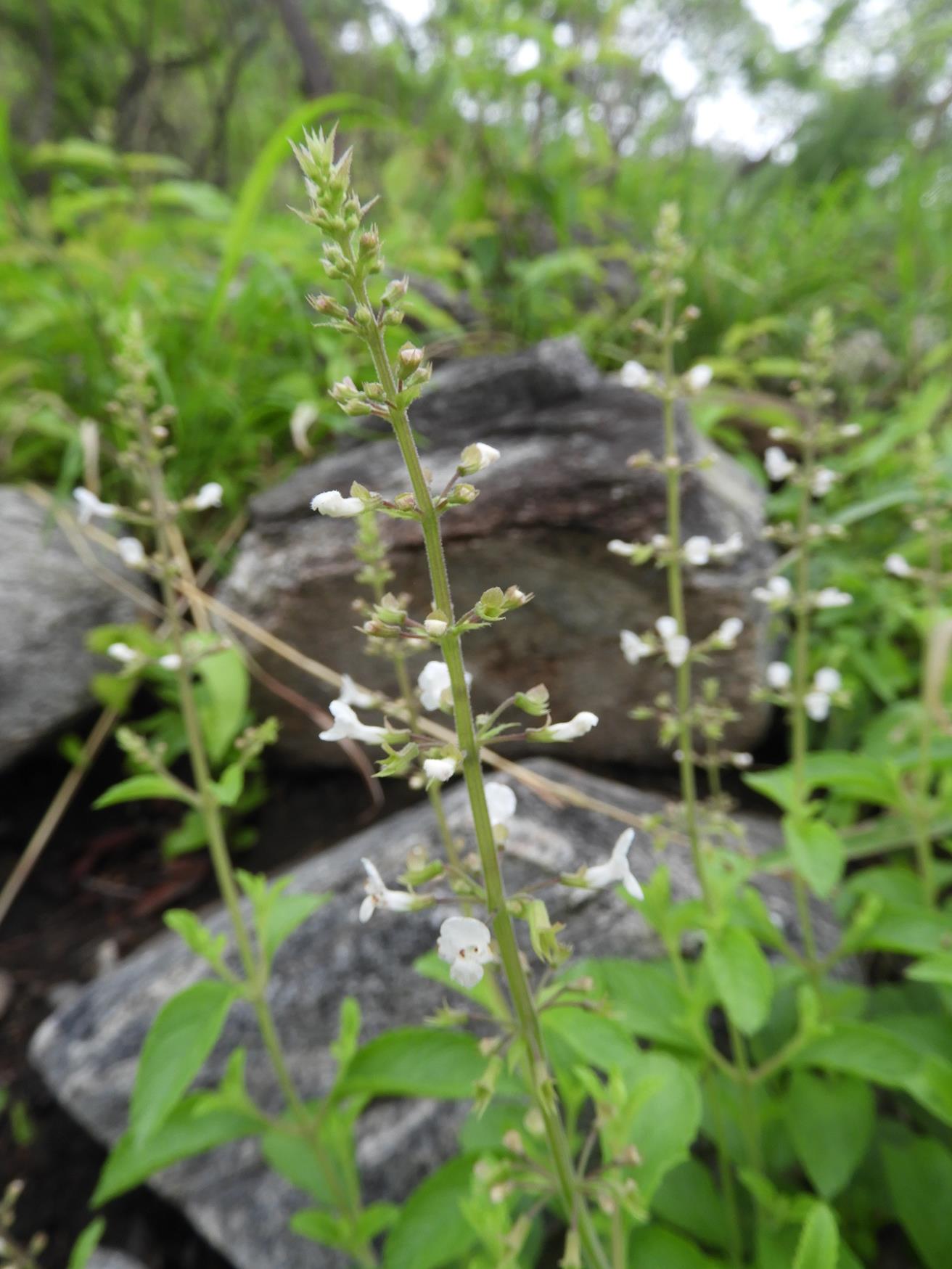 Endostemon obtusifolius Endostemon obtusifolius