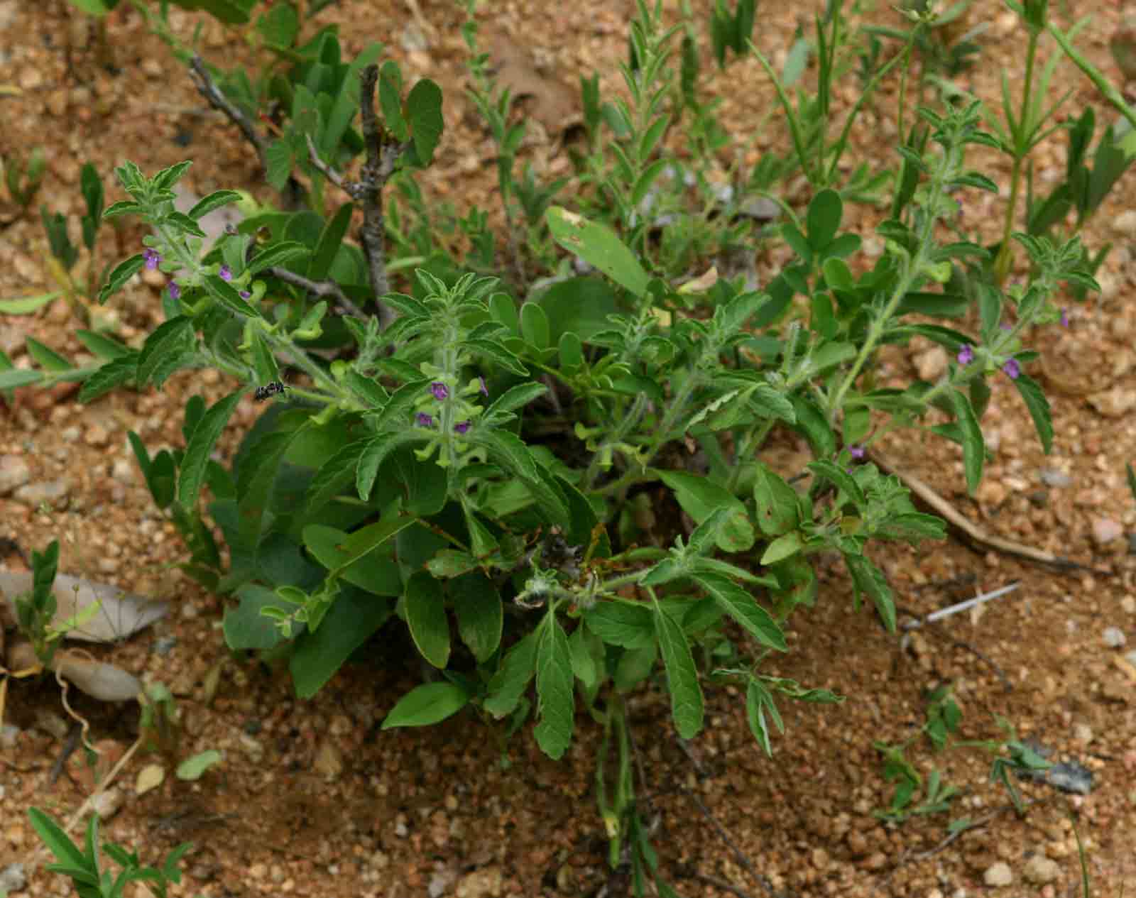 Endostemon tereticaulis Endostemon tereticaulis