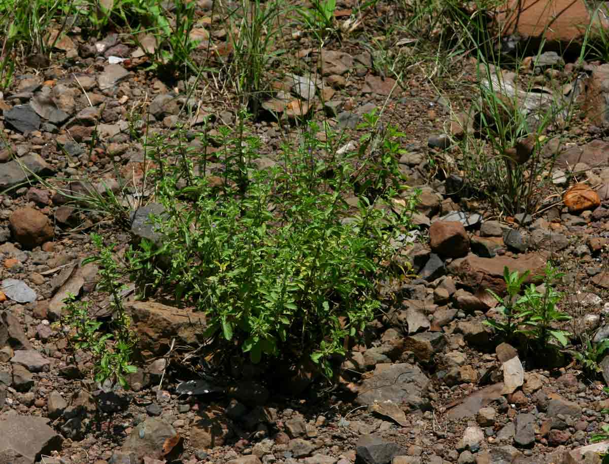 Endostemon tereticaulis Endostemon tereticaulis