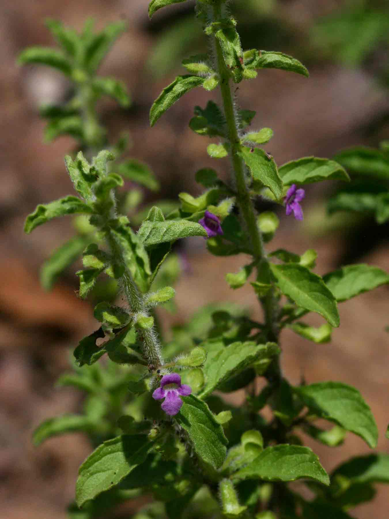 Endostemon tereticaulis Endostemon tereticaulis