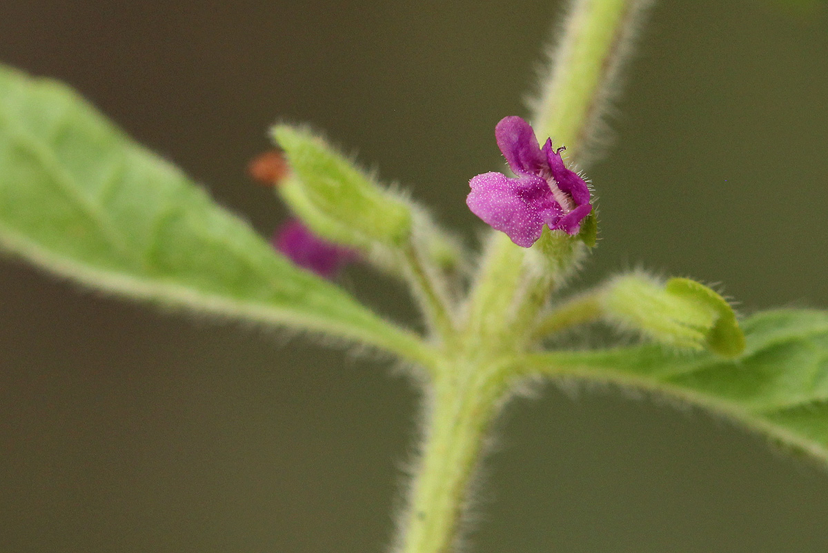 Endostemon tereticaulis