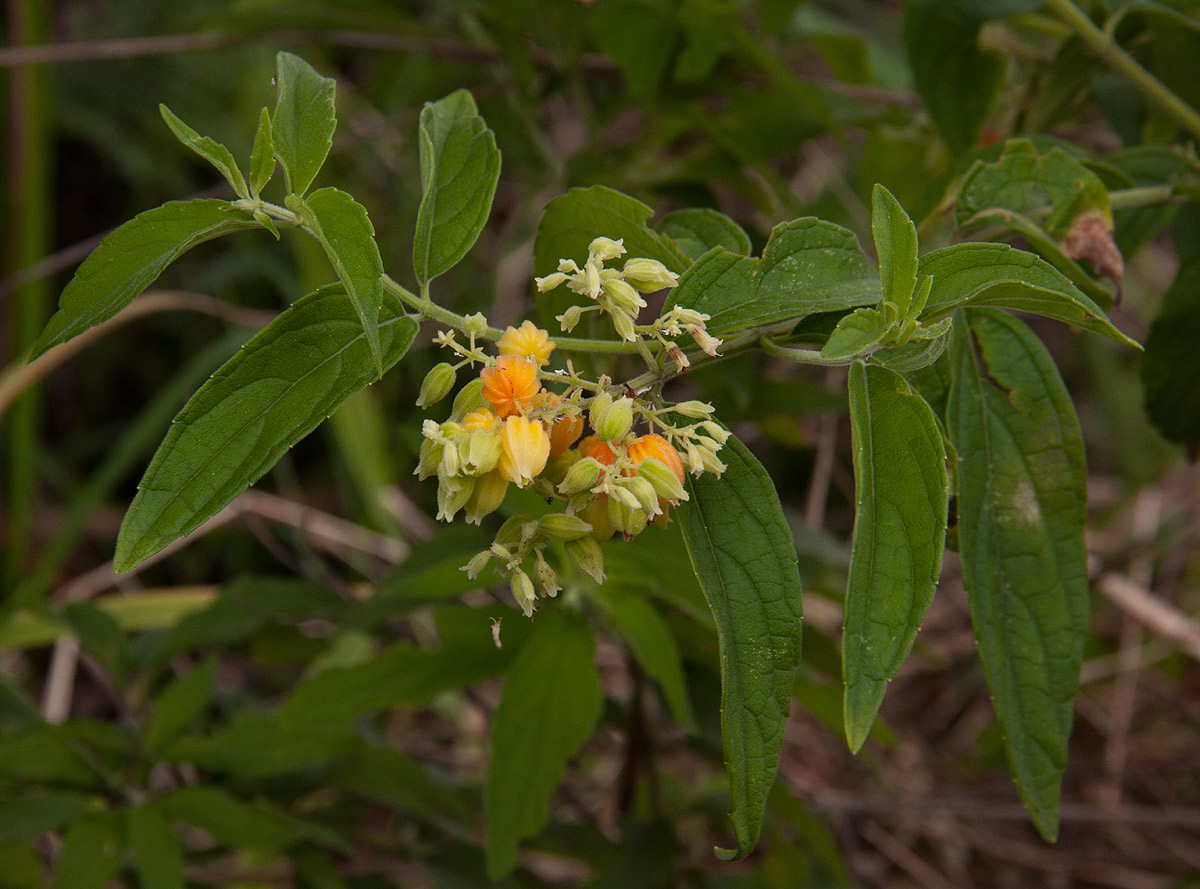 Hoslundia opposita Hoslundia opposita