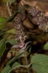Platostoma rotundifolium