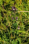 Platostoma rotundifolium
