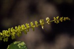 Basilicum polystachyon