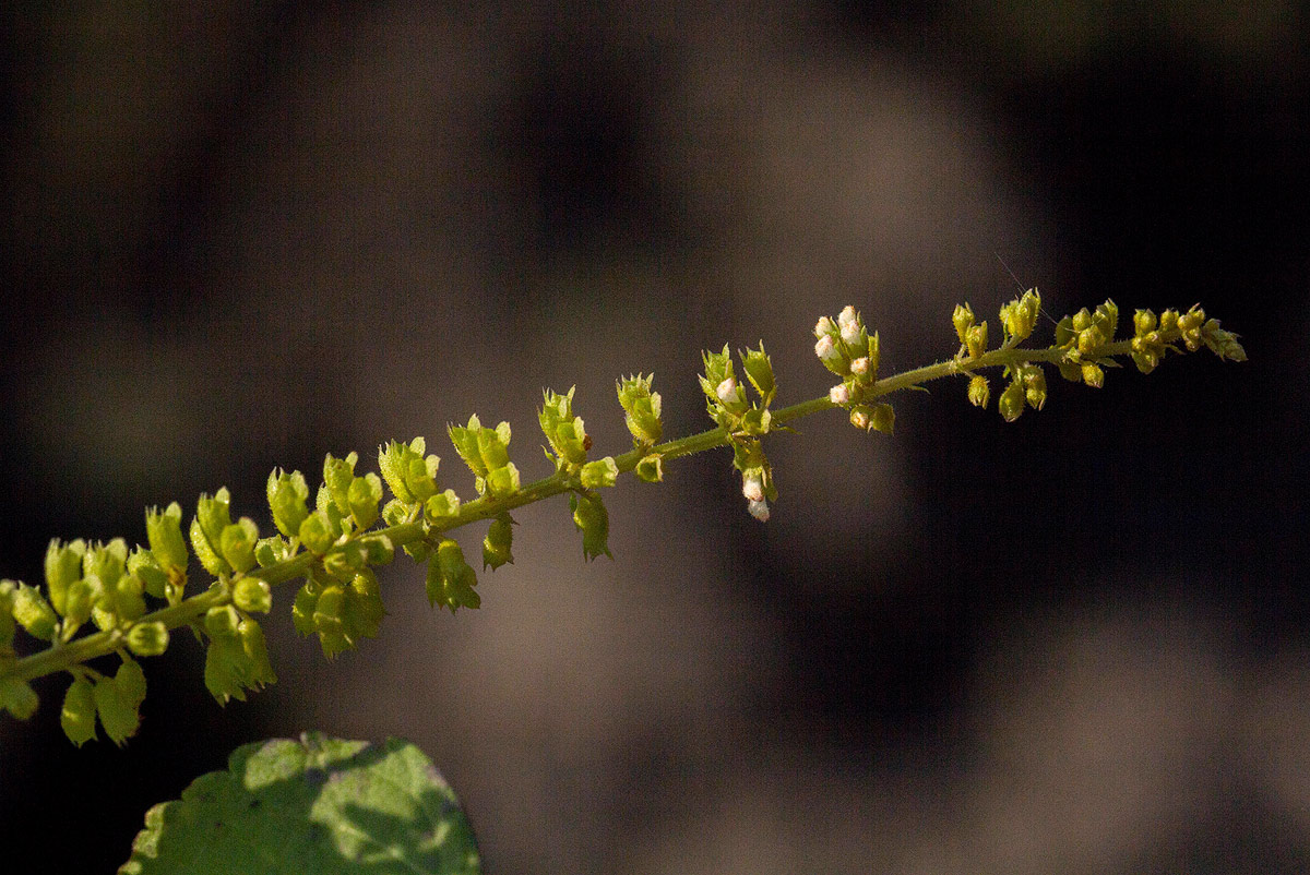 Basilicum polystachyon Basilicum polystachyon