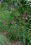 Syncolostemon bracteosus