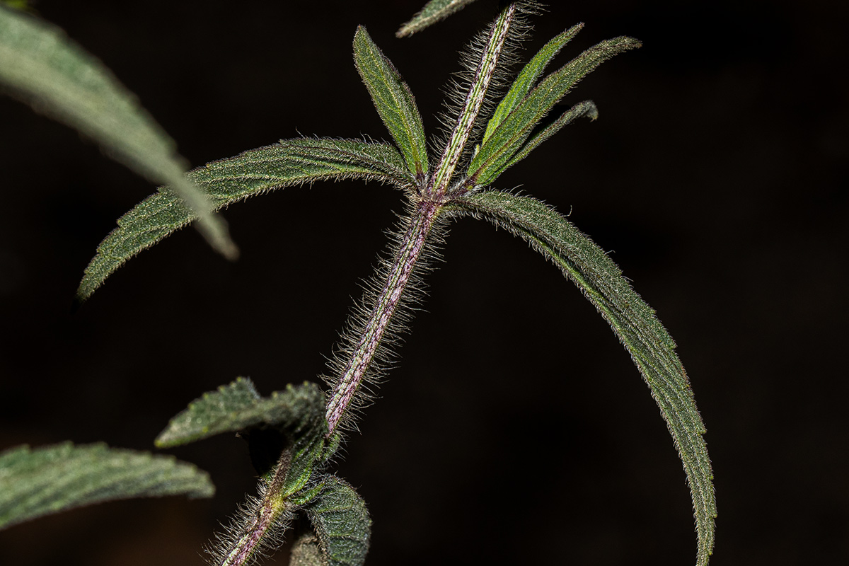 Syncolostemon bracteosus Syncolostemon bracteosus