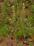 Syncolostemon bracteosus