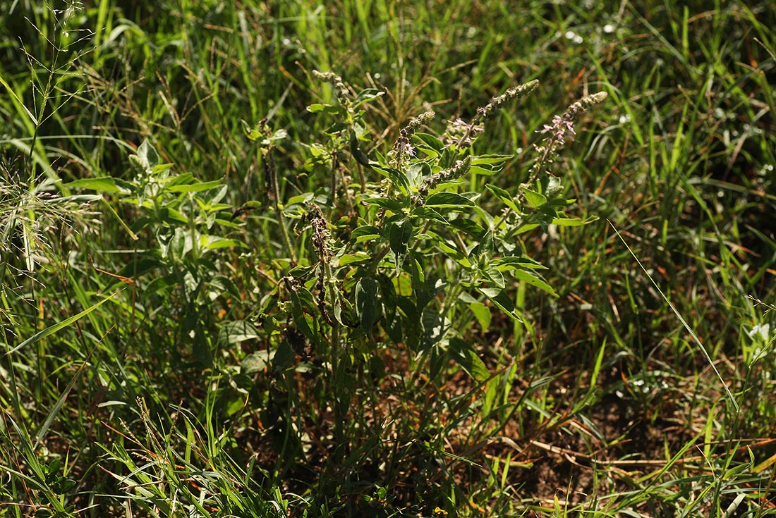 Ocimum americanum Ocimum americanum