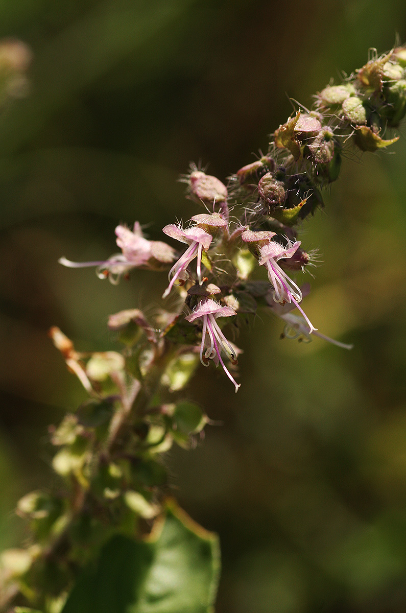 Ocimum americanum Ocimum americanum
