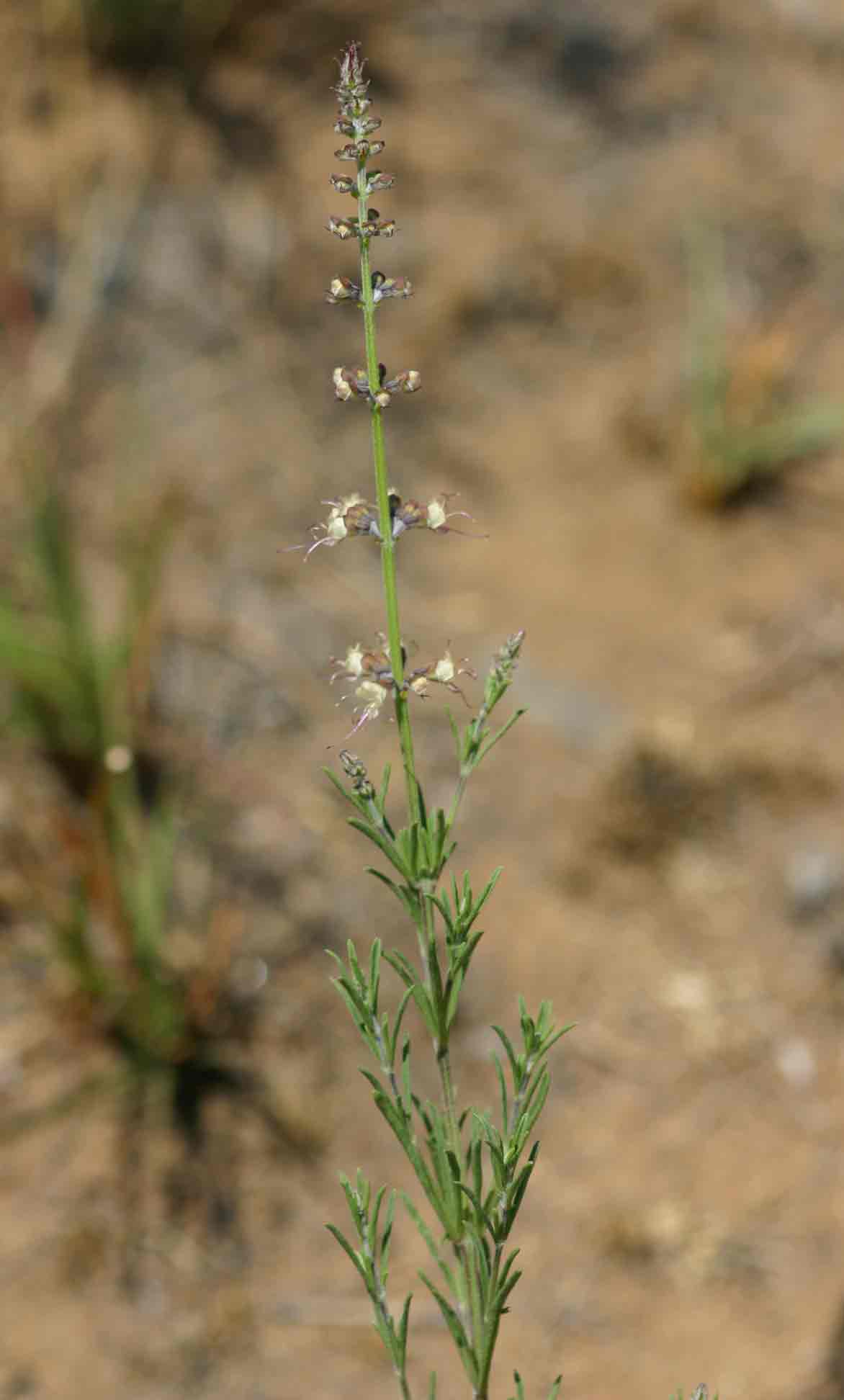 Ocimum angustifolium Ocimum angustifolium
