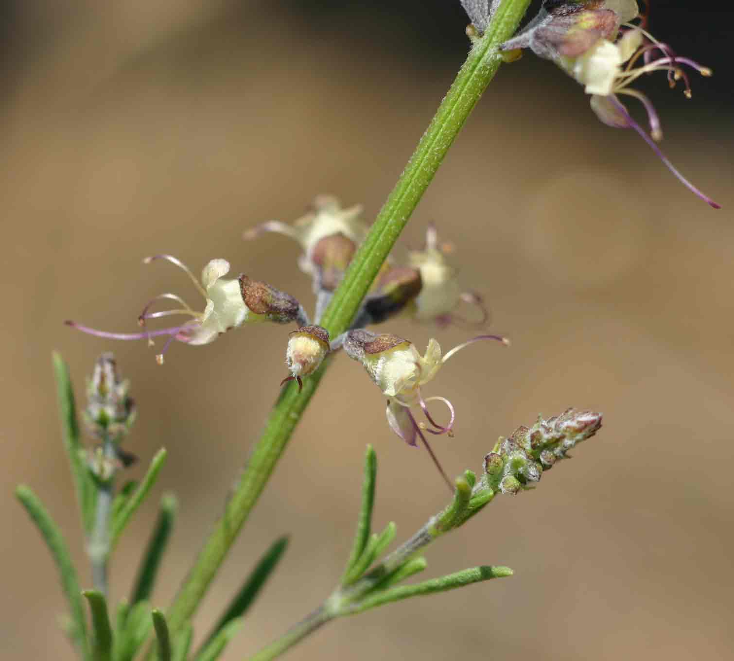 Ocimum angustifolium Ocimum angustifolium