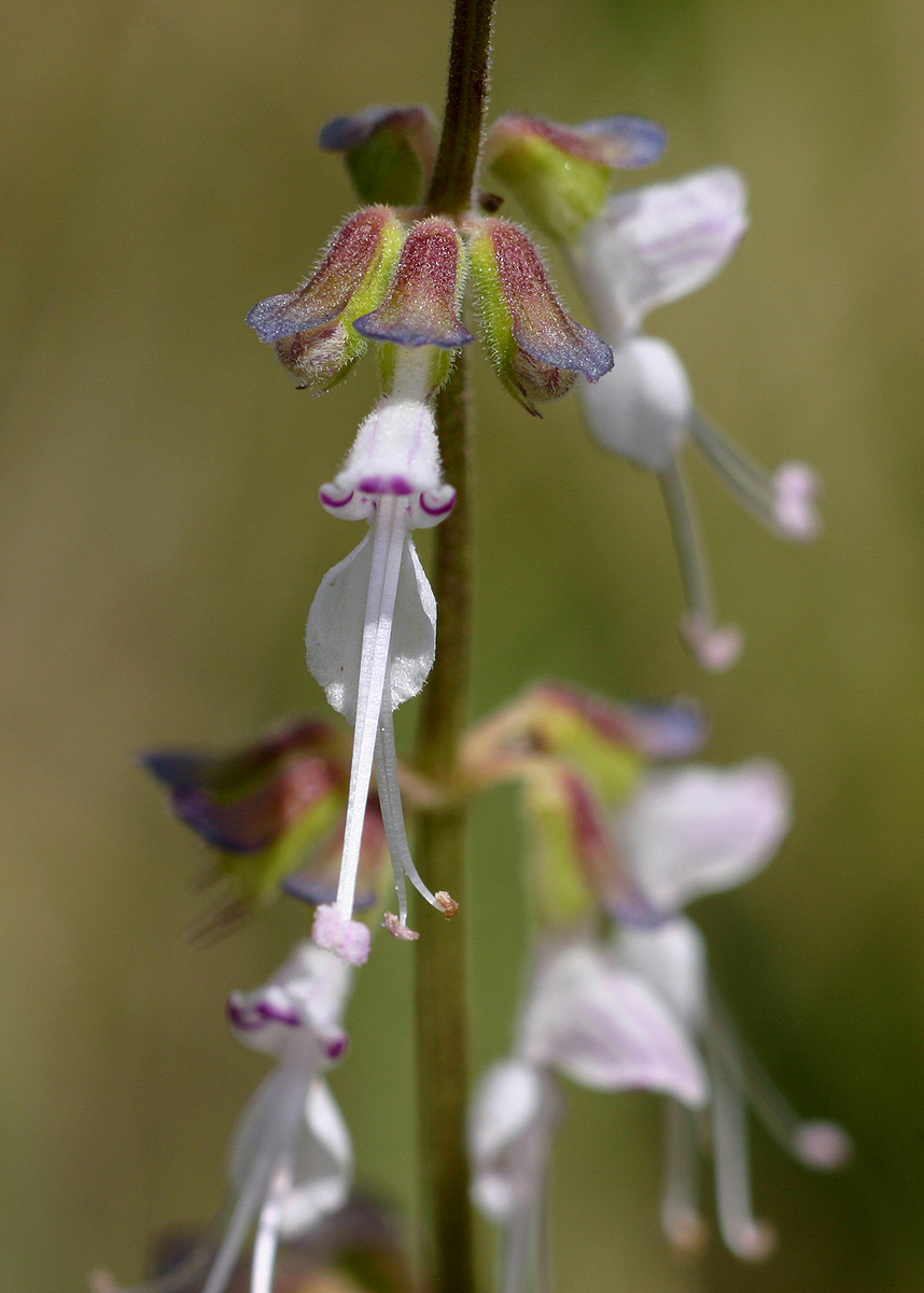 Ocimum angustifolium Ocimum angustifolium