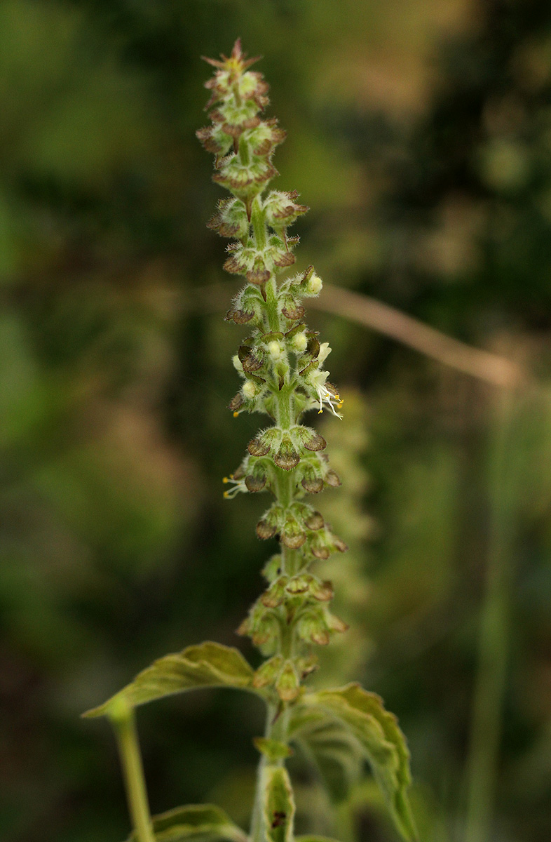 Ocimum gratissimum subsp. gratissimum var. gratissimum Ocimum gratissimum subsp. gratissimum var. gratissimum