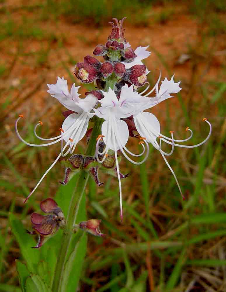 Ocimum obovatum subsp. obovatum var. obovatum Ocimum obovatum subsp. obovatum var. obovatum