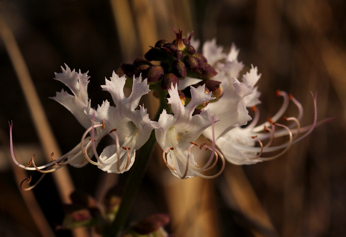 Ocimum obovatum subsp. obovatum var. obovatum Ocimum obovatum subsp. obovatum var. obovatum