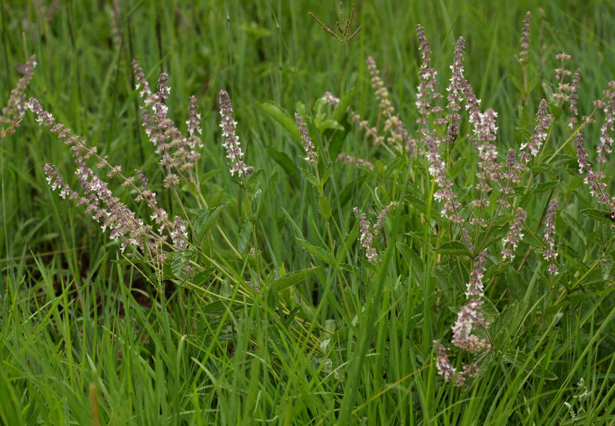 Orthosiphon schimperi Orthosiphon schimperi