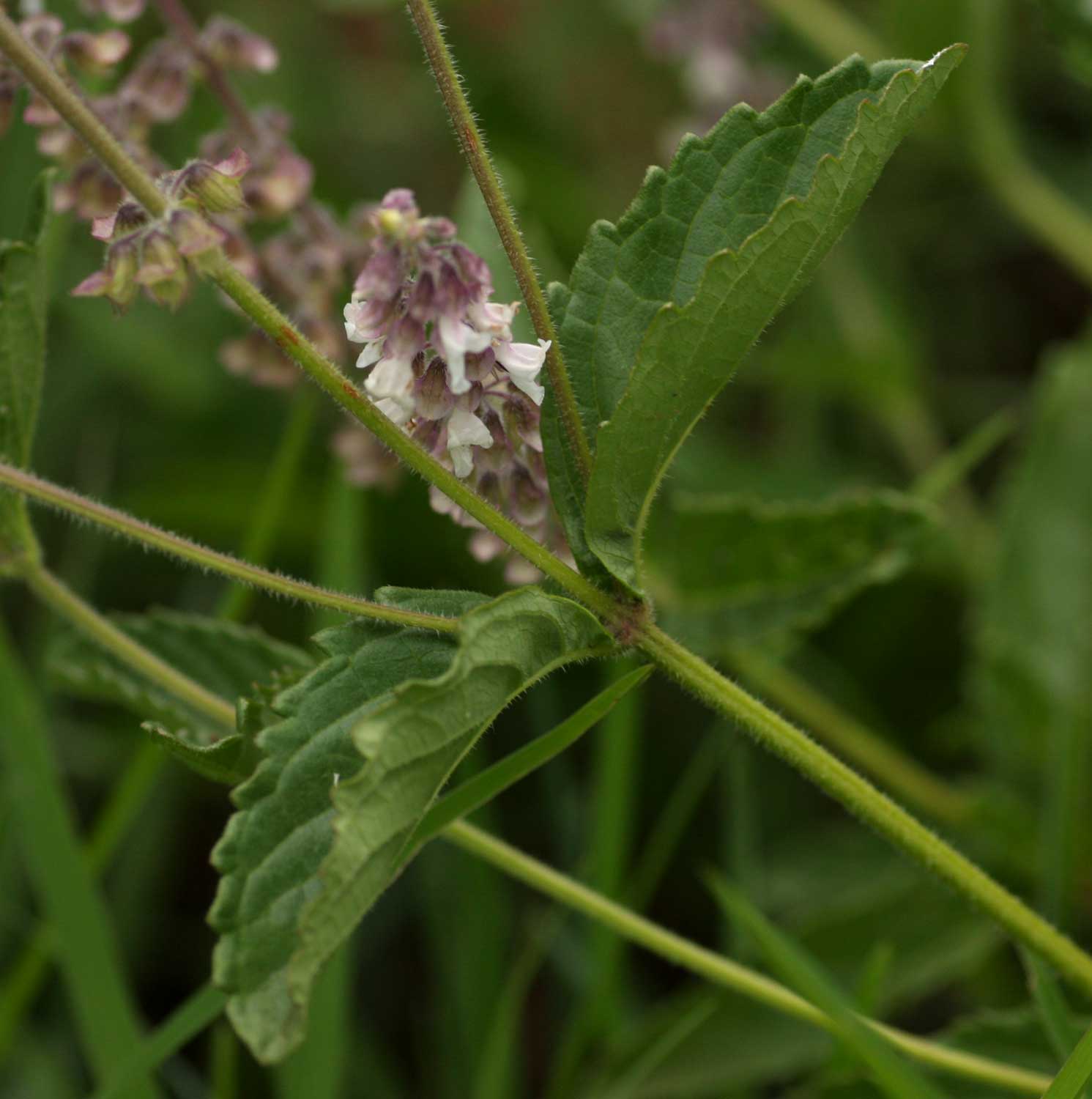 Orthosiphon schimperi Orthosiphon schimperi