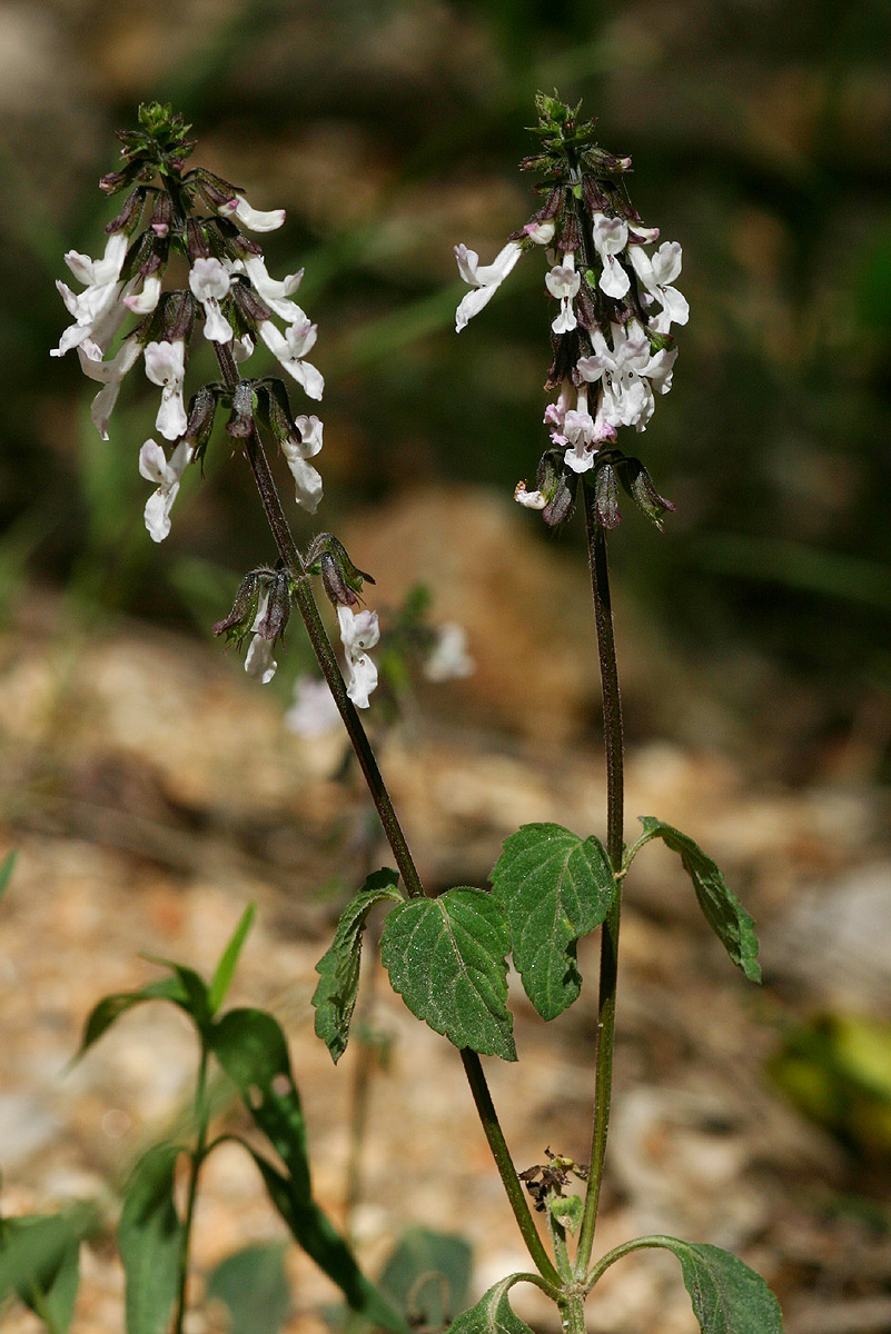Orthosiphon thymiflorus Orthosiphon thymiflorus