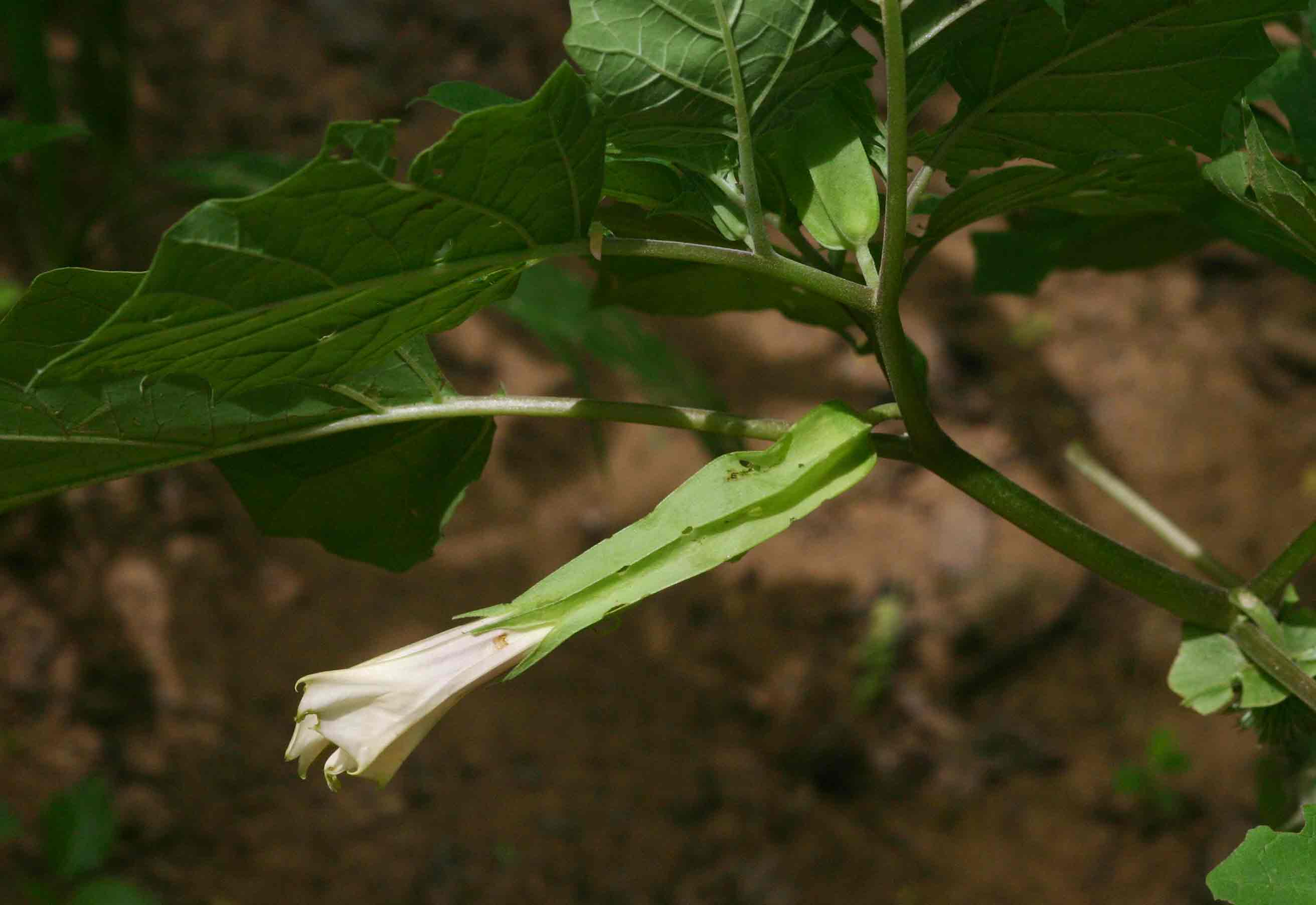 Datura inoxia Datura inoxia