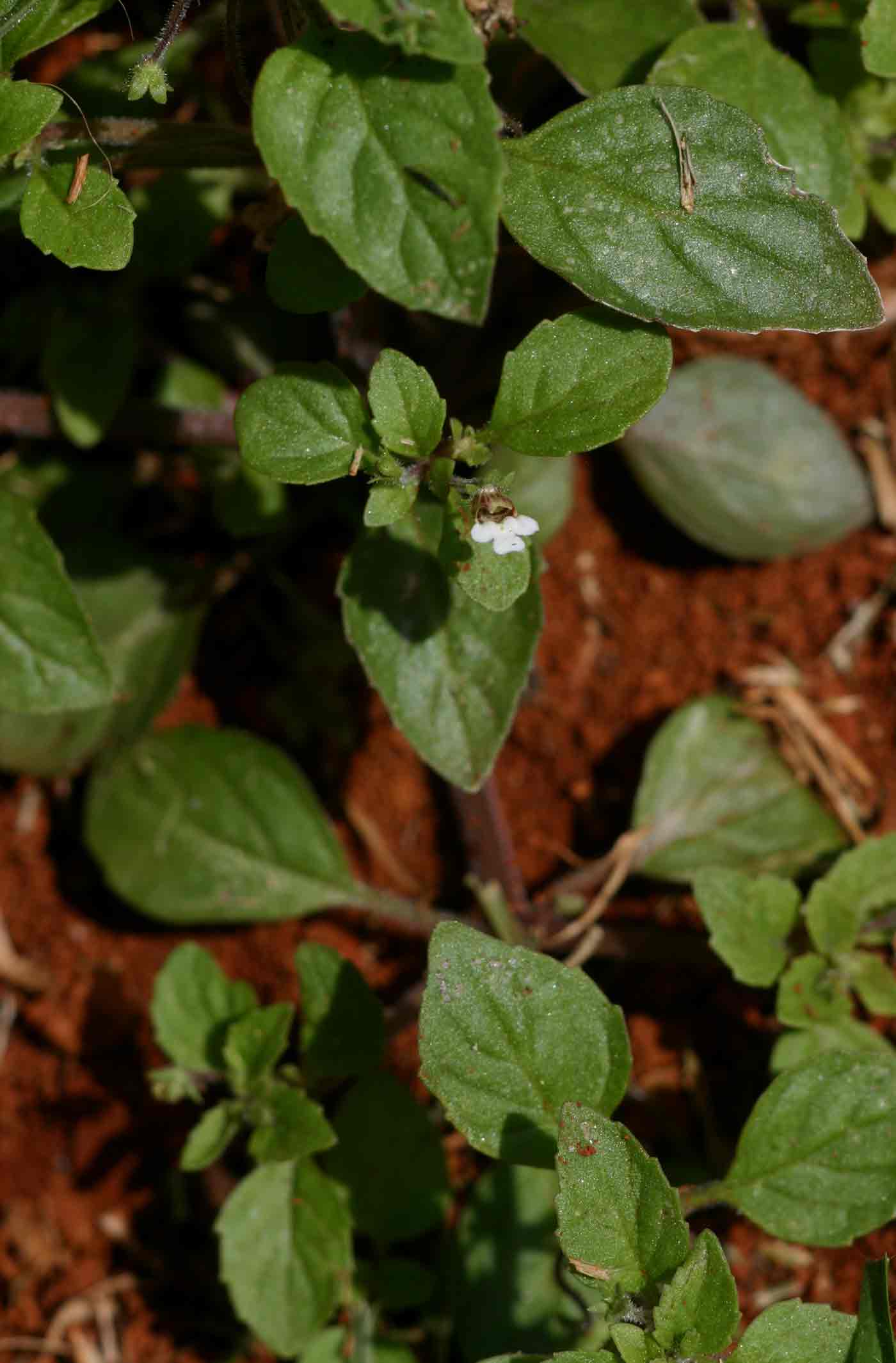Diclis ovata Diclis ovata