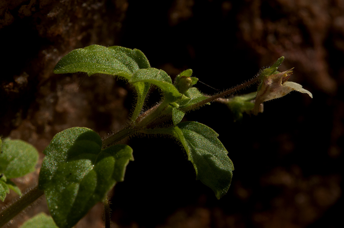 Diclis ovata Diclis ovata