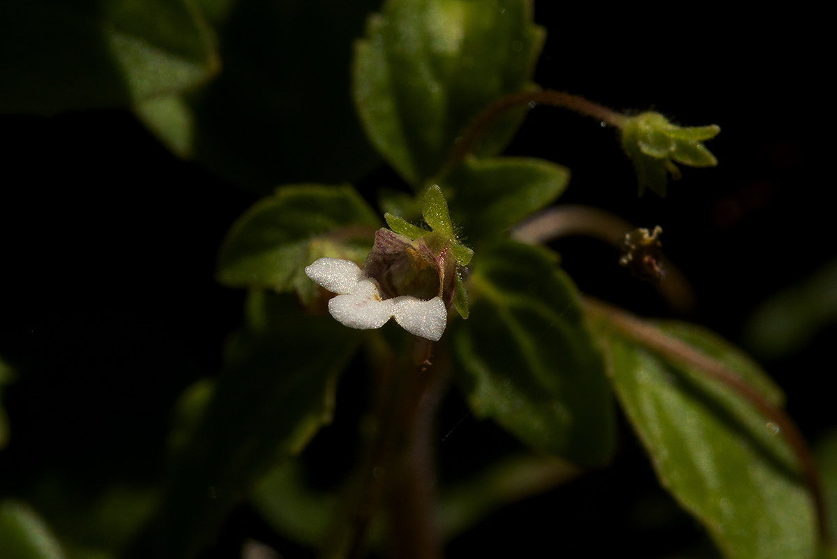 Diclis ovata Diclis ovata