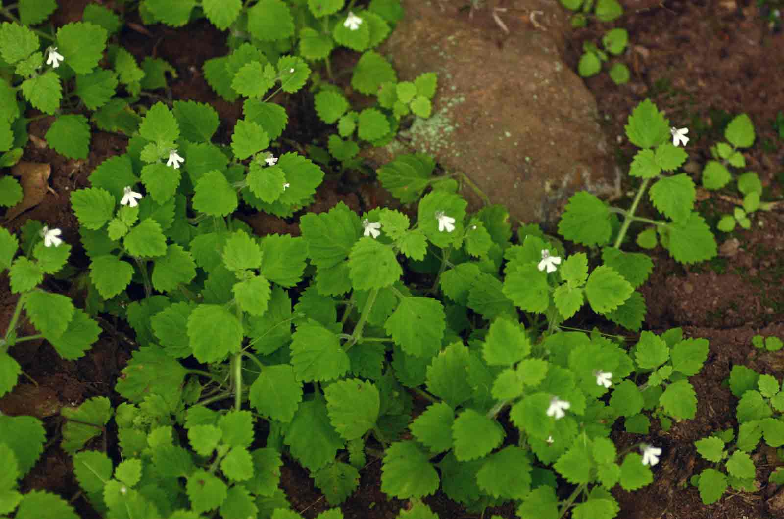 Diclis tenella Diclis tenella