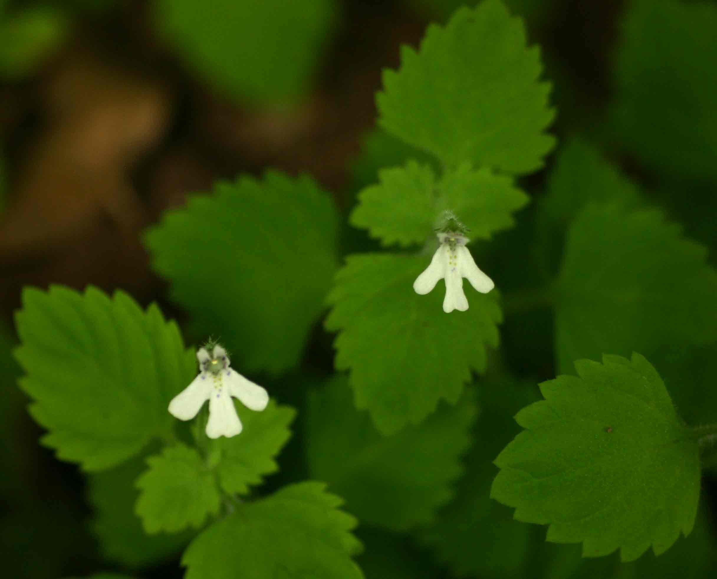 Diclis tenella Diclis tenella