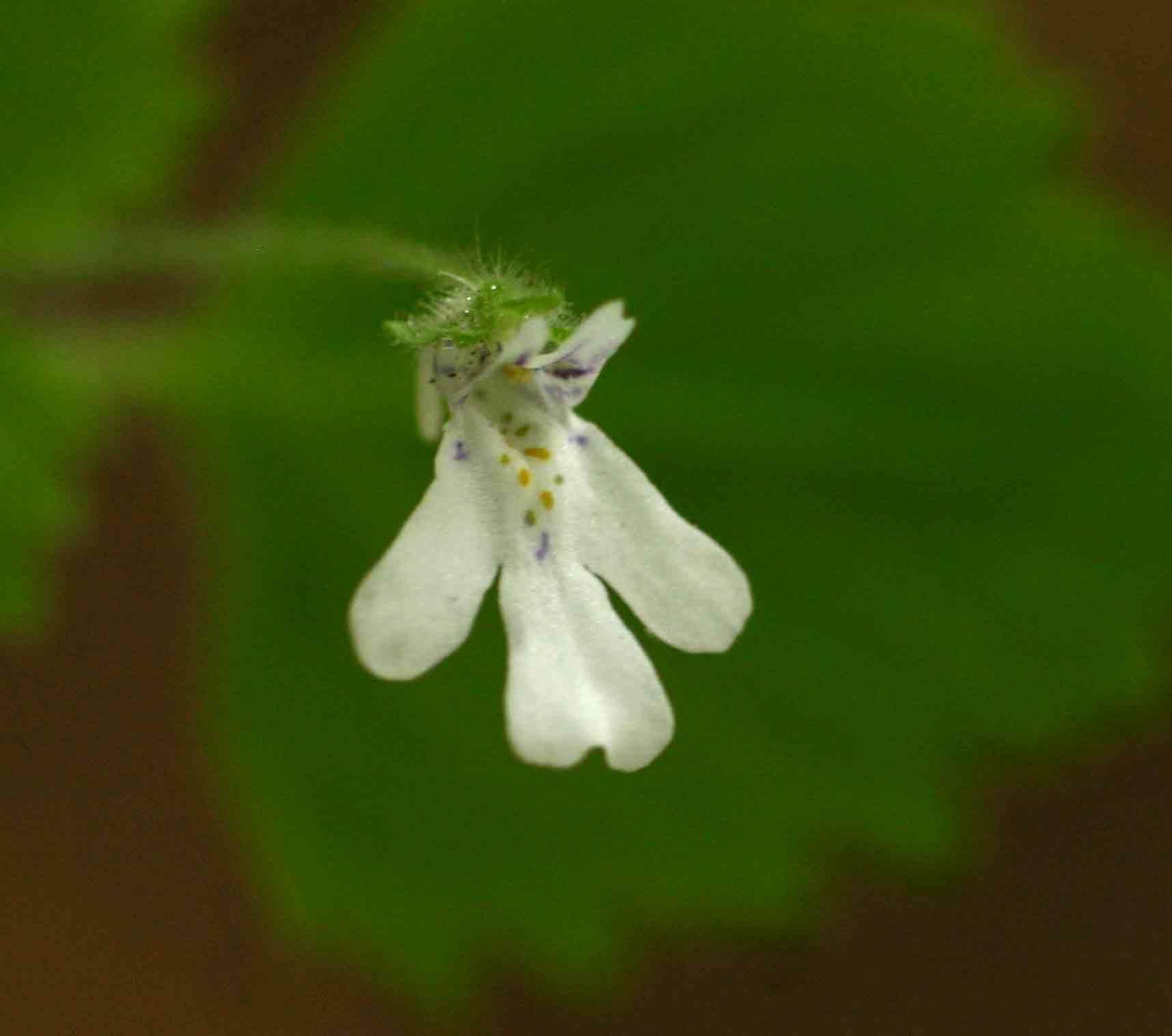 Diclis tenella Diclis tenella