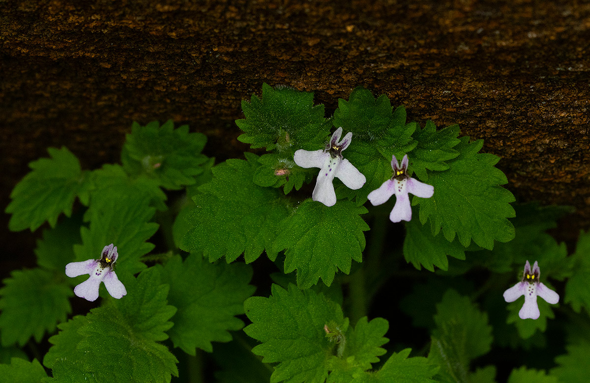 Diclis tenella