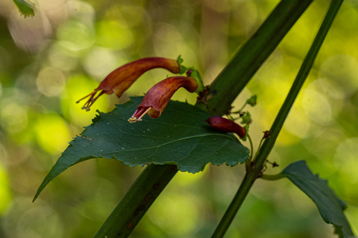 Halleria lucida Halleria lucida