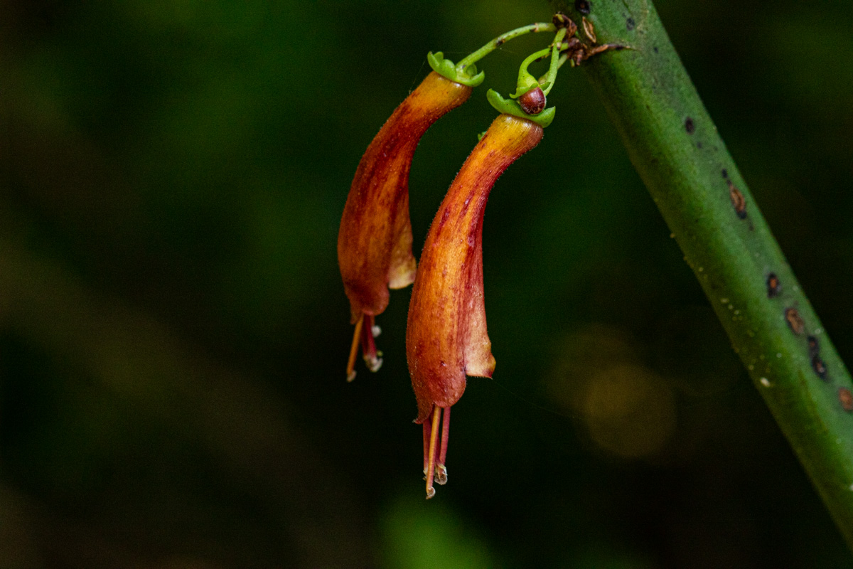 Halleria lucida Halleria lucida