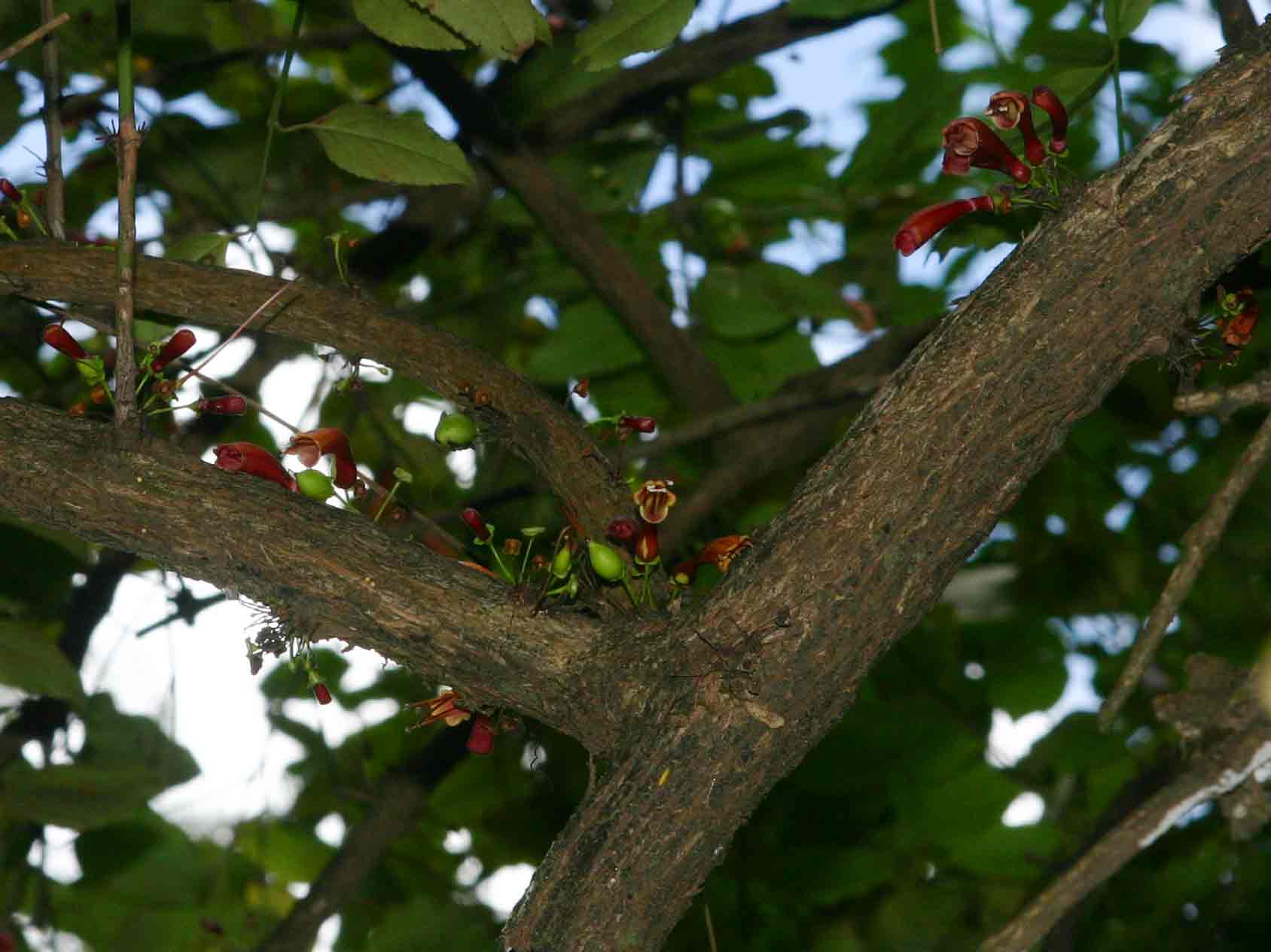 Halleria lucida Halleria lucida